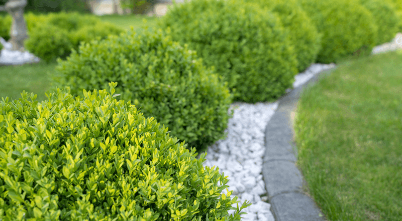 Pruning Trees And Shrubs Near Lawns Too Late