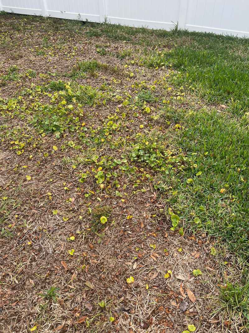 Skipping Weed Pre-Emergents