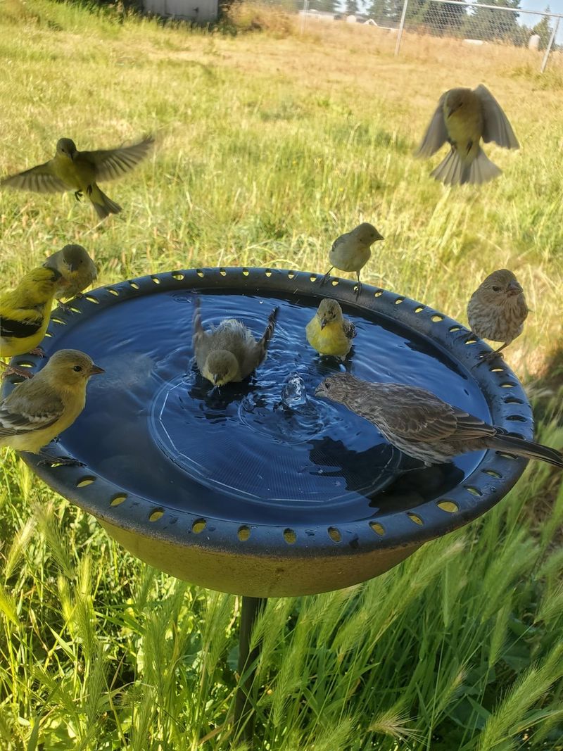 Missing Nearby Perching Spots