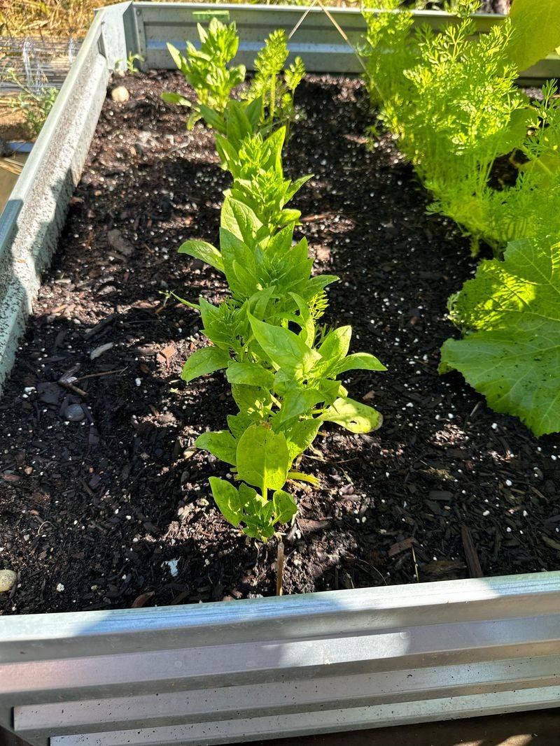 Ignoring Soil Temperature