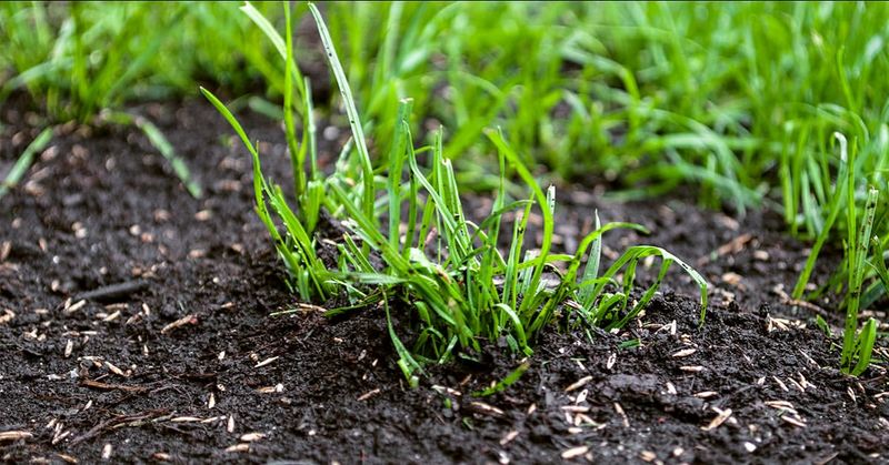 Mowing With Dull Blades
