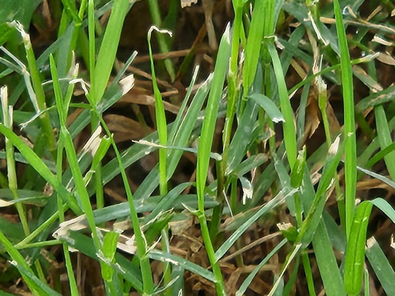 Using Dull Mower Blades
