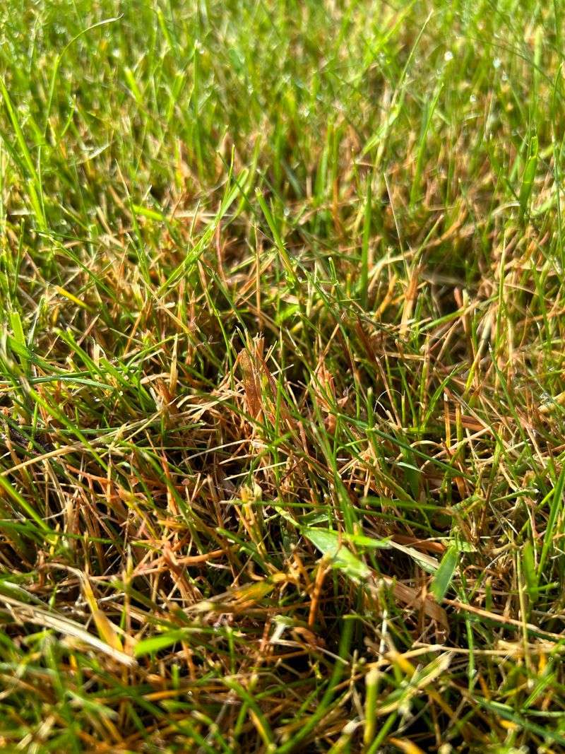 Using Improper Grass Varieties