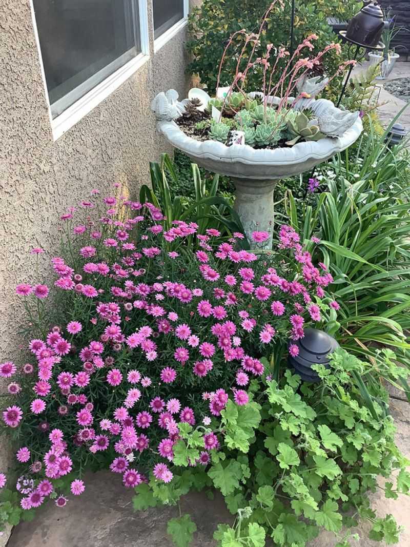 Setting Bath Height Too Low Among Garden Beds