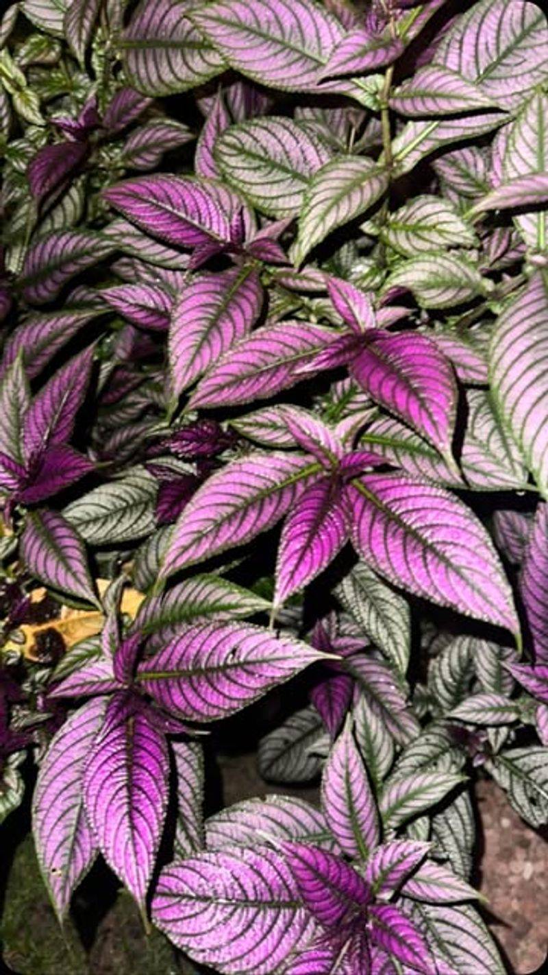 Persian Shield: Iridescent Purple Foliage