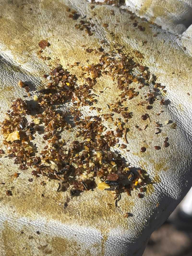 Varroa Mite Infestations