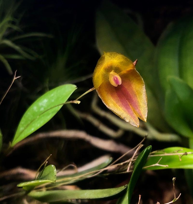 Lepanthes Orchids: Miniature Marvels
