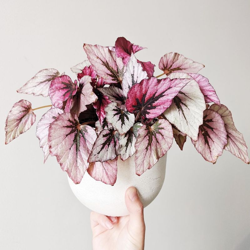Rex Begonia