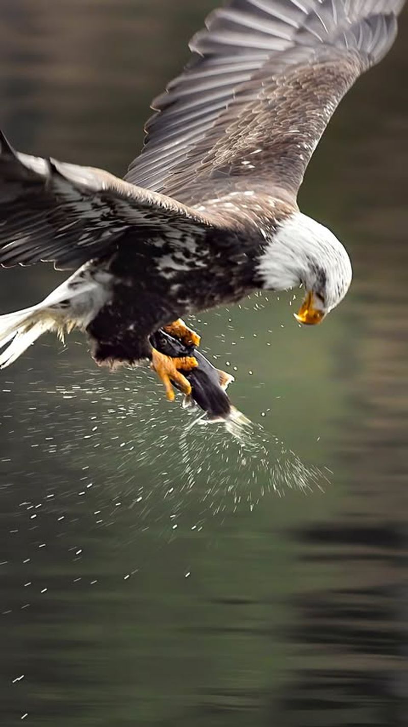 Bald Eagles
