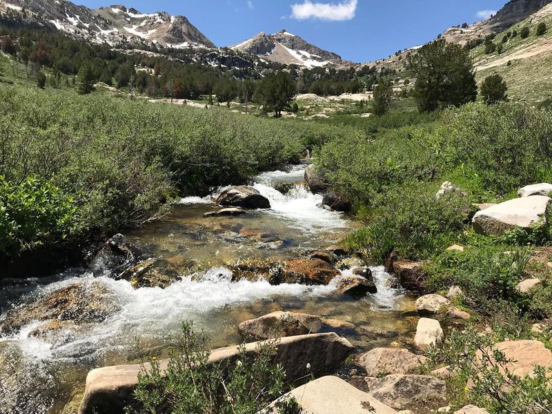 Lamoille Canyon's Alpine Meadows