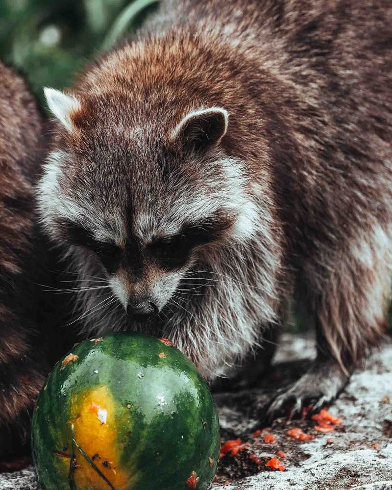 Use Food As Bait (Outside Only)