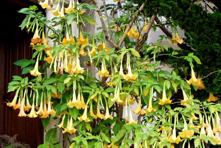 angel's trumpet tree