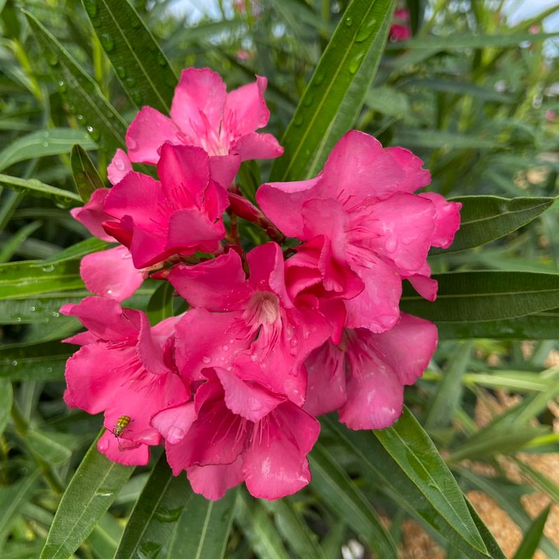 Oleander: Deceptively Deadly Beauty