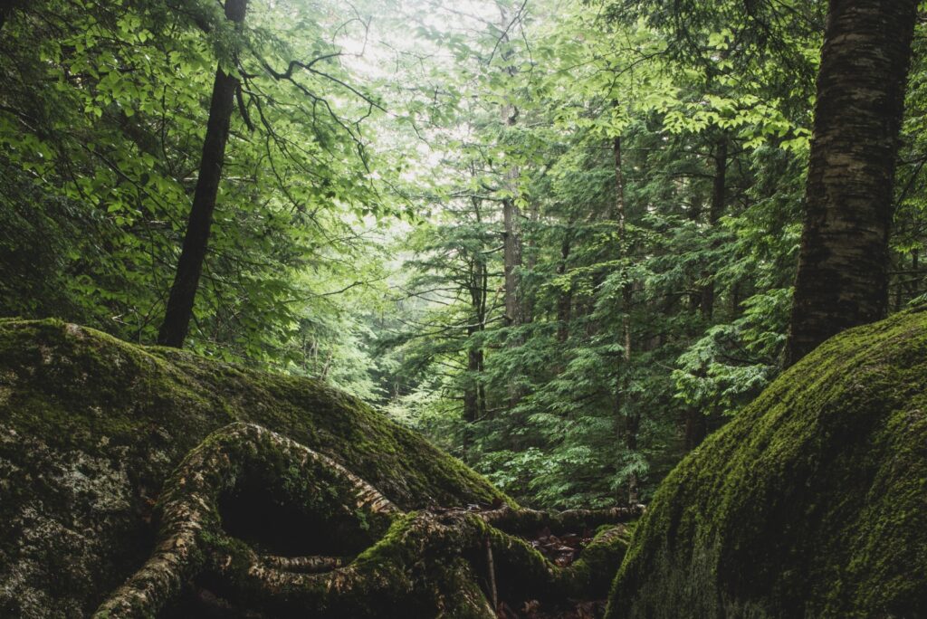 new hampshire forest