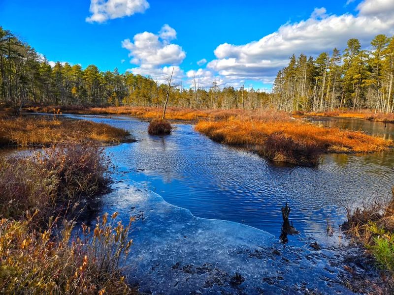 The Mysterious Pine Barrens
