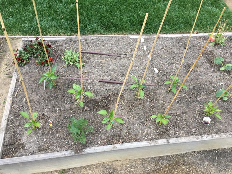 Close Plant Spacing