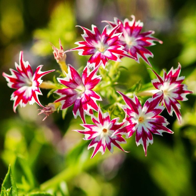 Phlox Drummondii For Florida Native Appeal
