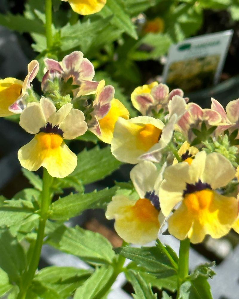 Nemesia