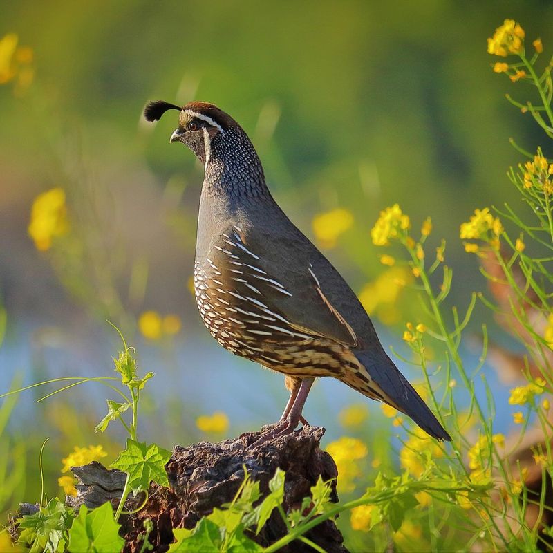Quail