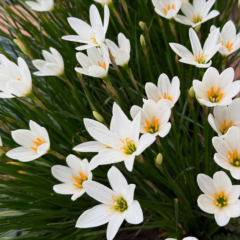 Evening Rain Lily: Storm Chasers of the Flower World