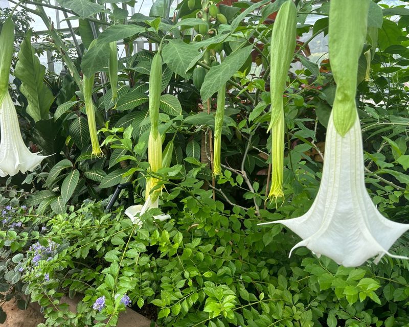Angel's Trumpet: Dangling Bells of Delight