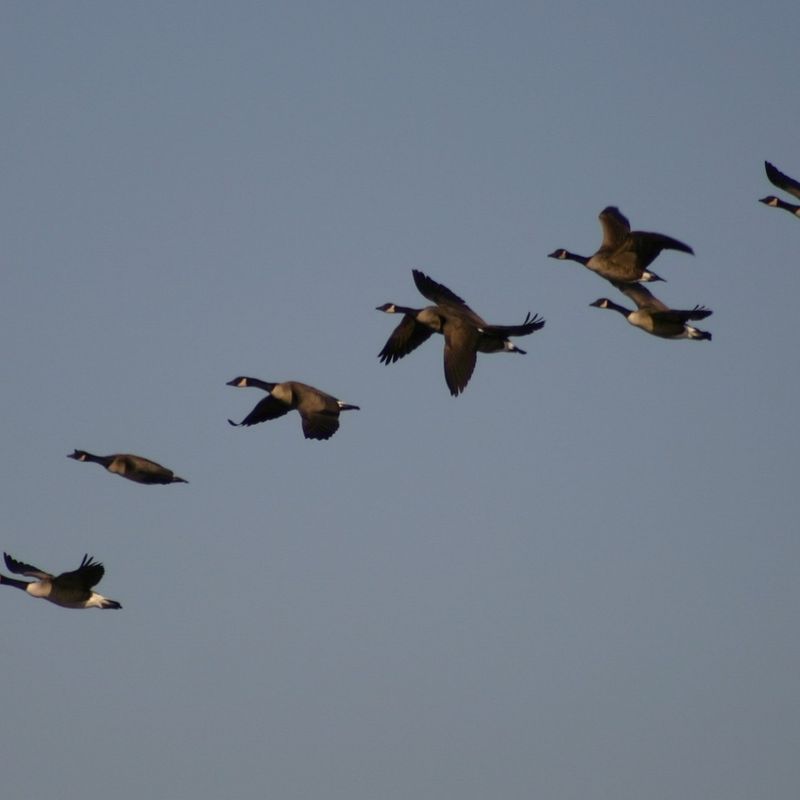 Canada Goose V-Formations