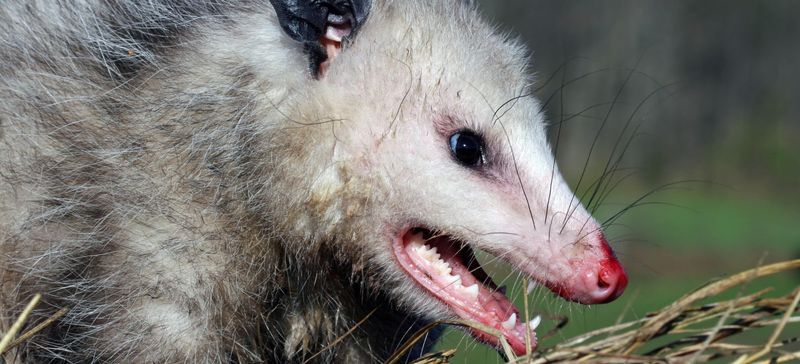 Professional Wildlife Services