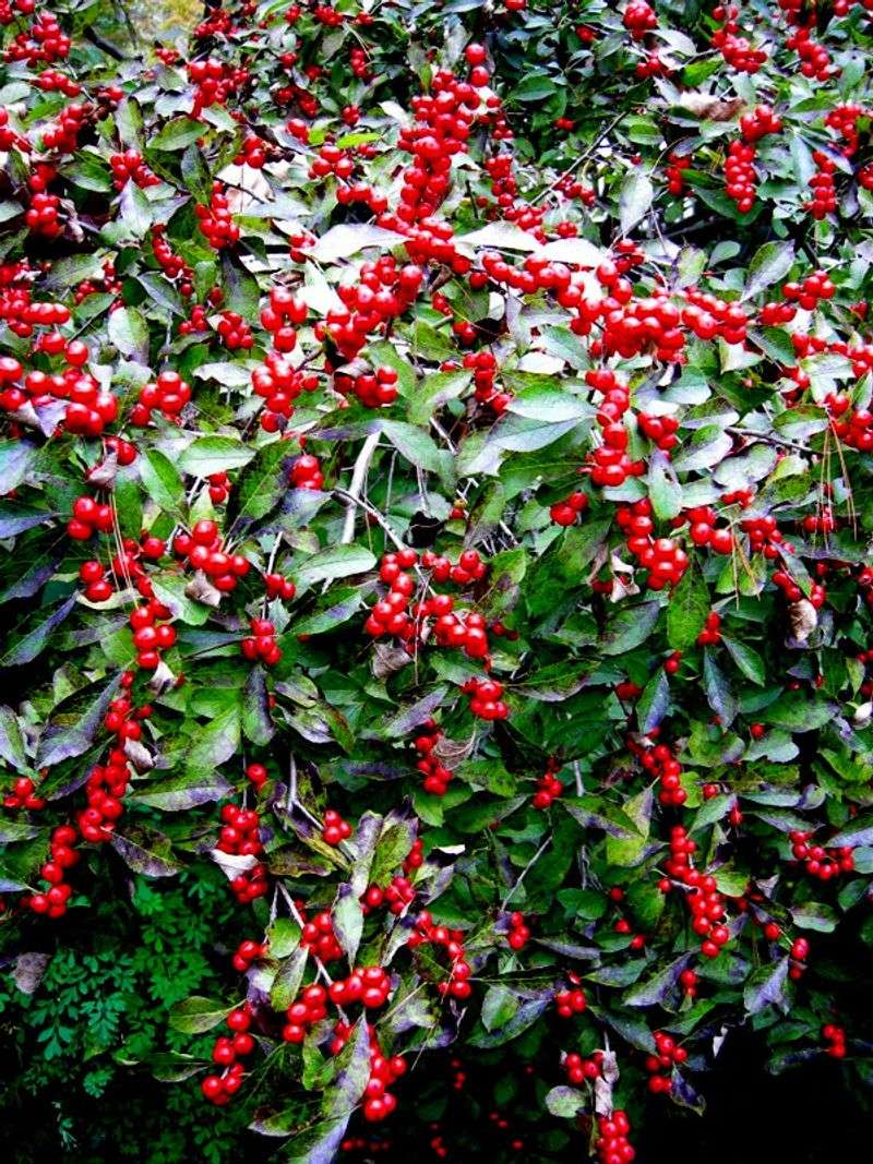 Winterberry Holly