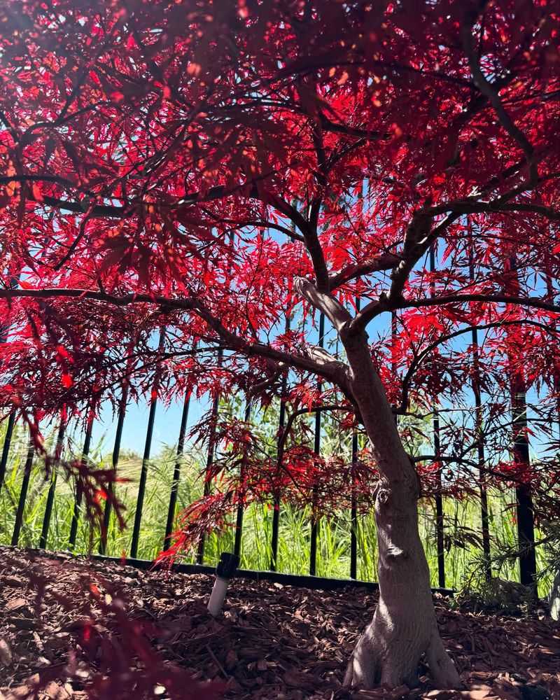 Japanese Maples' Delicate Trim