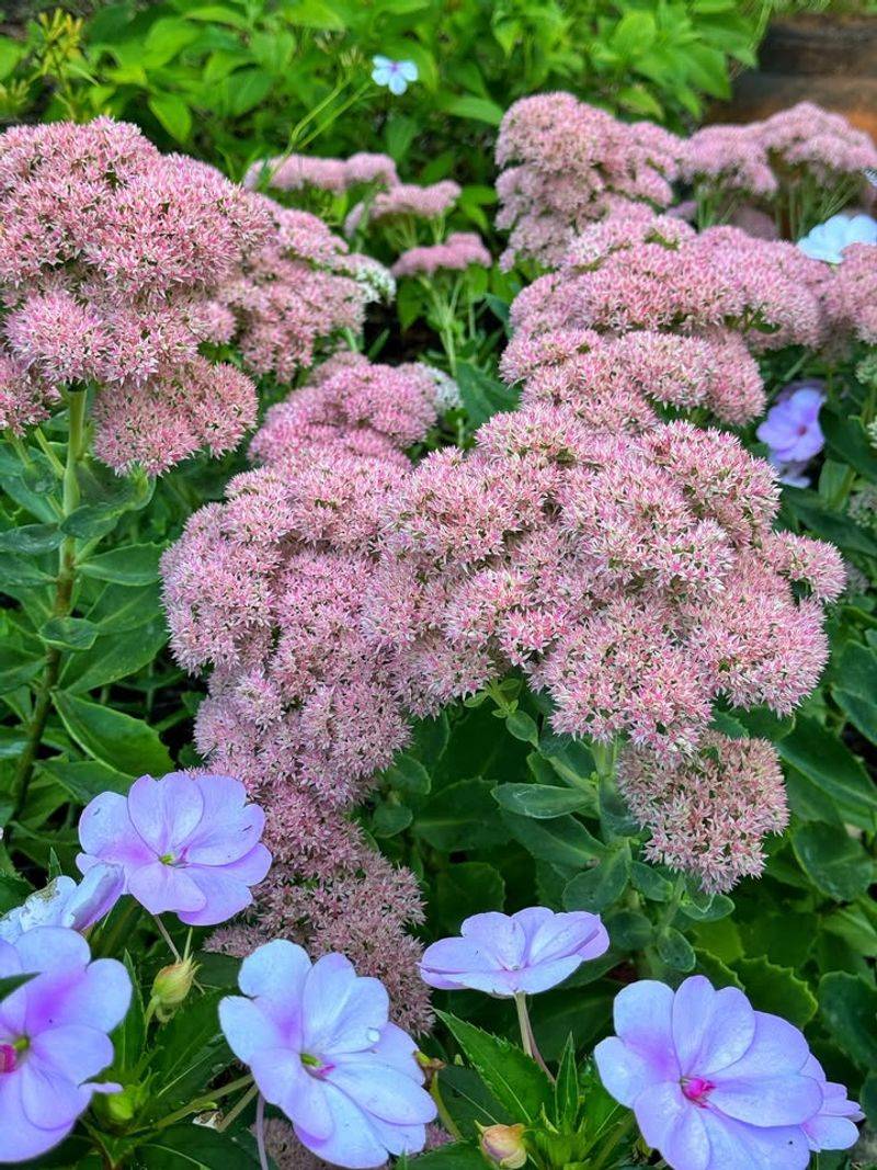 Autumn Joy Sedum
