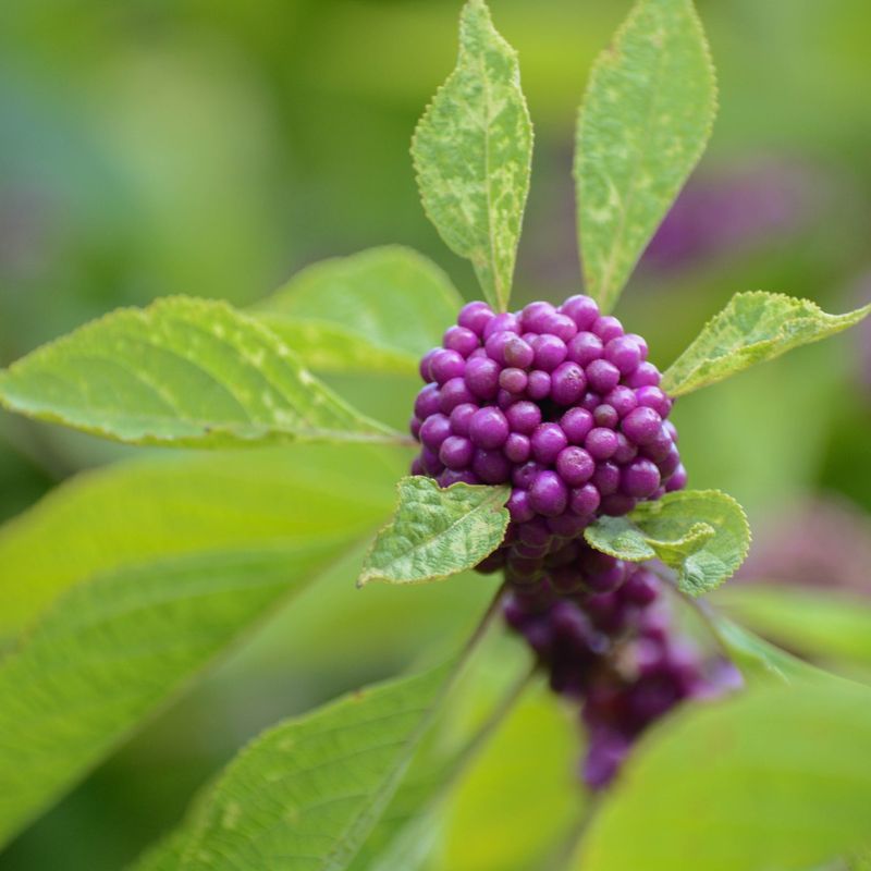 American Beautyberry: Fall's Purple Berry Bonanza