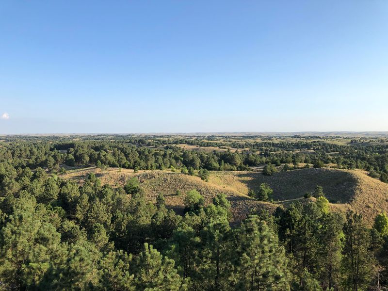 Halsey National Forest