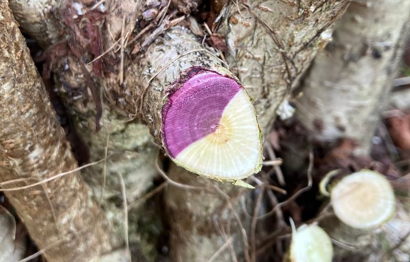 Timber Harvest Designation