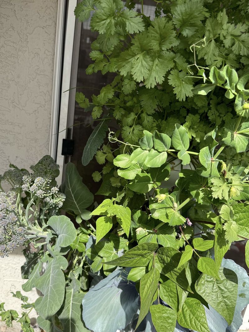 Seasonal Advantages? Not In New York's Climate
