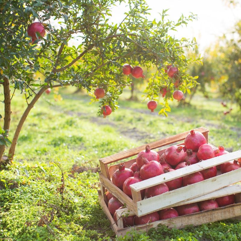 Pomegranate Trees