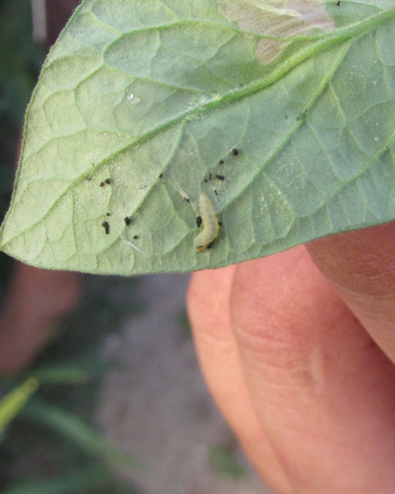 Pest-Infested Plants