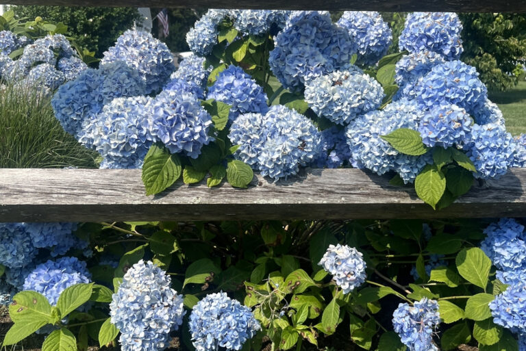 Hydrangeas (featured image)