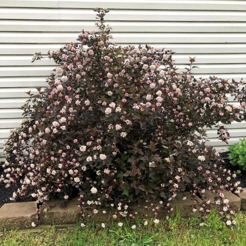 Ninebark