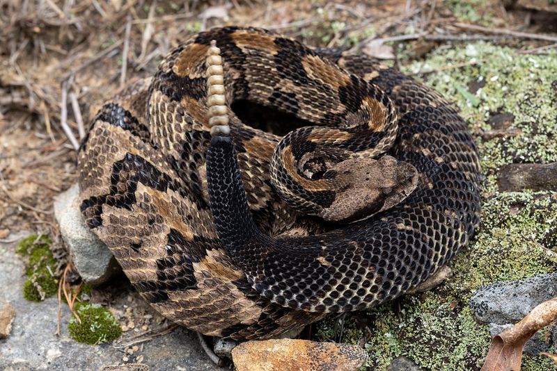 Timber Rattlesnake