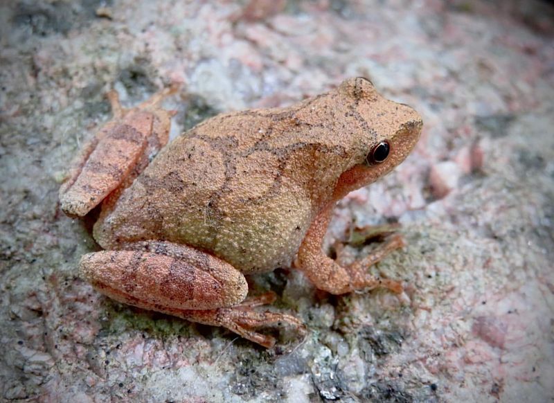 Spring Peeper Frog