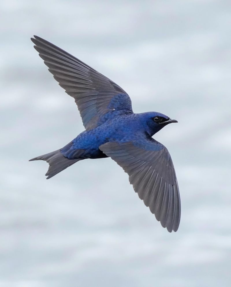 Purple Martins: Aerial Mosquito Control