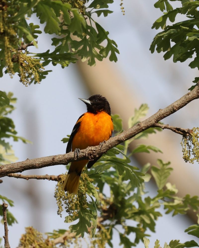 Baltimore Orioles Making Final Appearances
