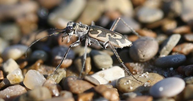 Puritan Tiger Beetle