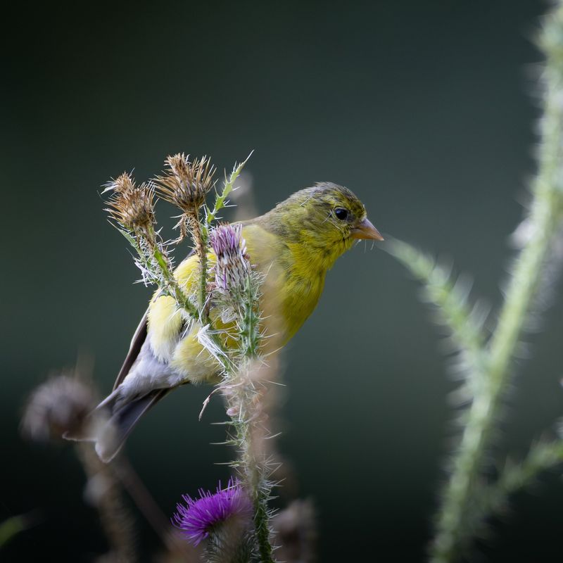 Lesser Goldfinch: The Thistle Specialist