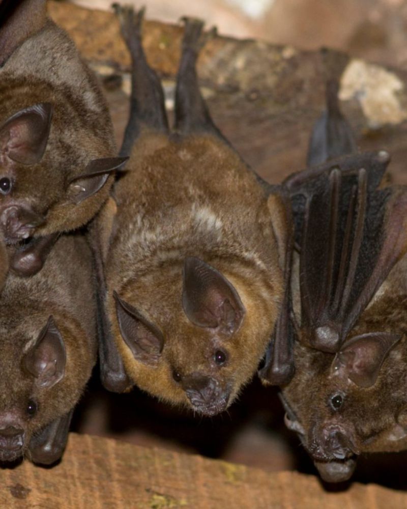 Bat Colonies