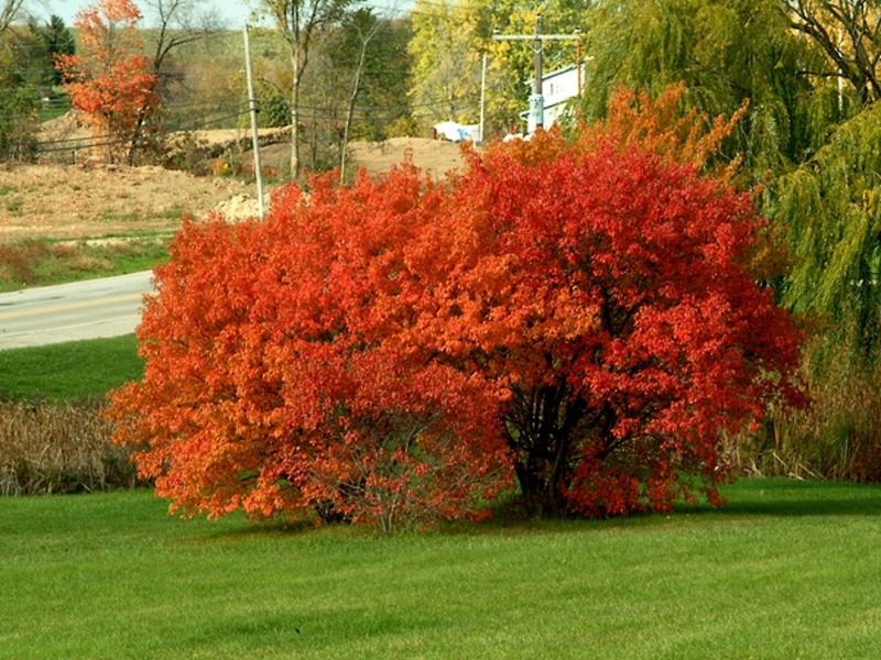 Amur Maple (Acer ginnala)