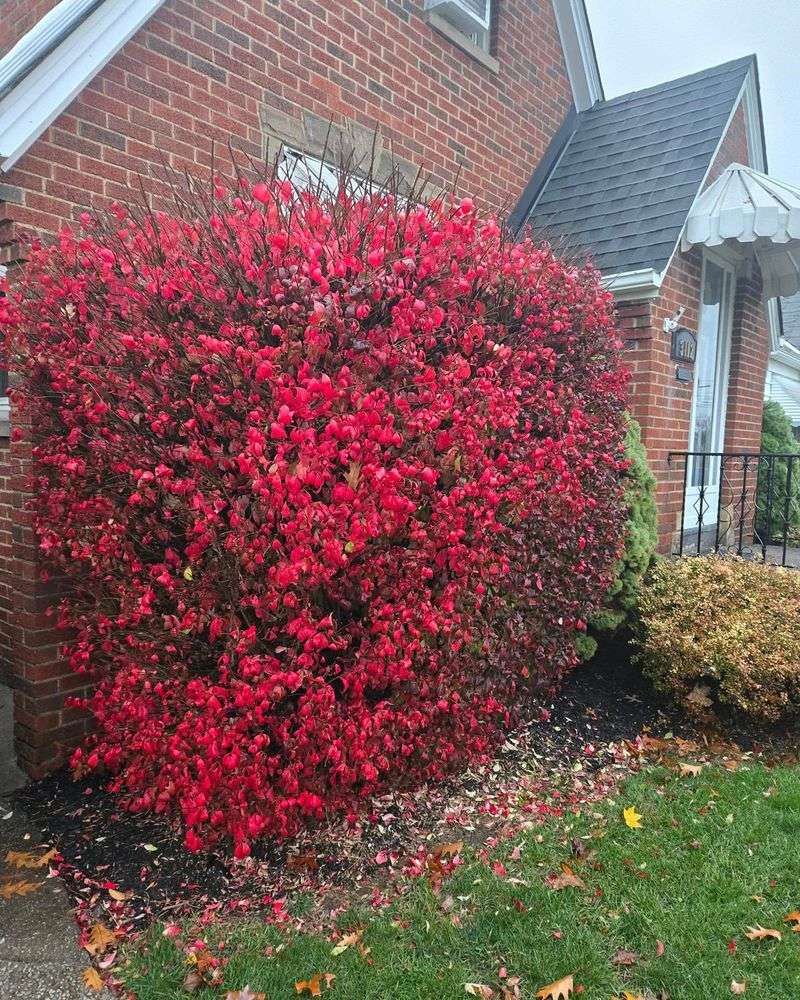Burning Bush: Fall's Forbidden Favorite