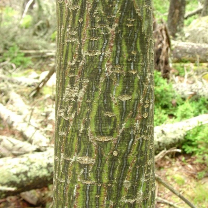 Striped Maple: The Forest Understory Jewel