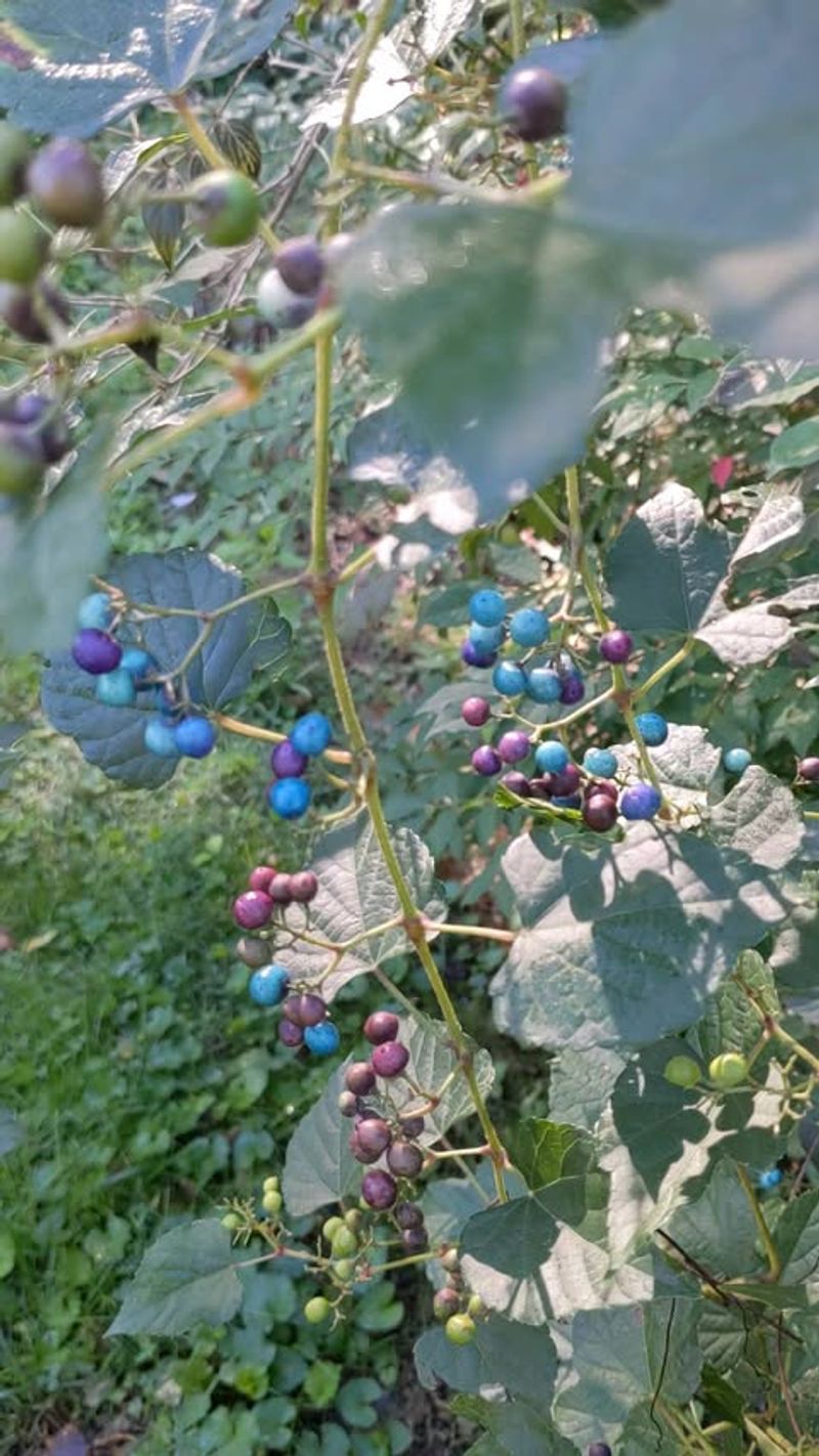 Porcelain Berry