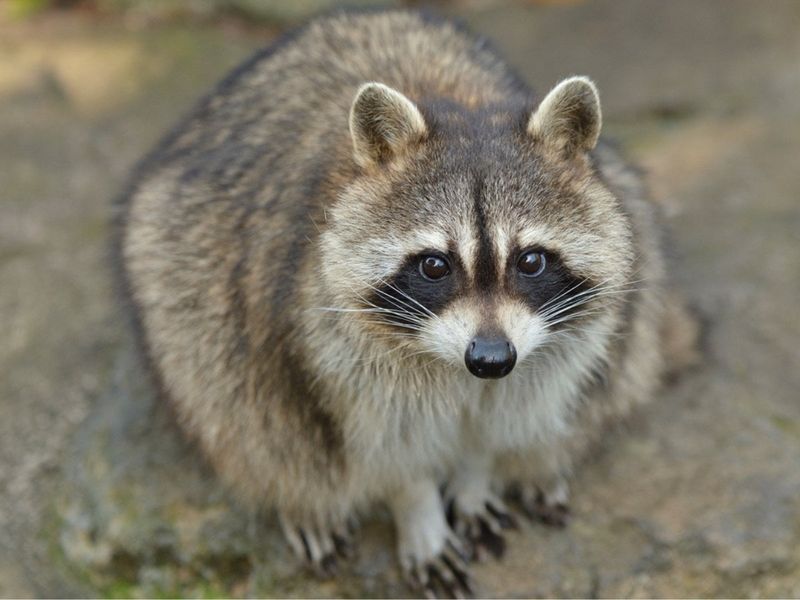 Consult A Local Wildlife Expert Or Extension Office